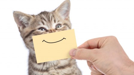 chat-avec-sourire.jpg