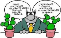 Le_chat_cactus.jpg