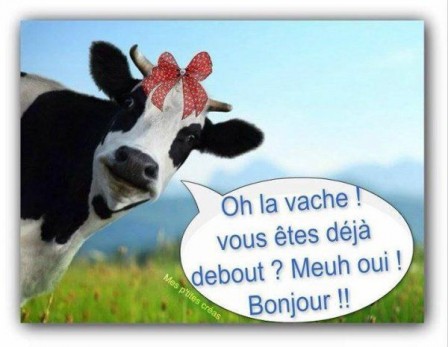 vache_bonjour.jpg
